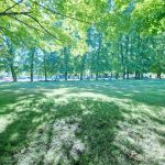 Peaceful lawns, mature tree canopy and sunny open space at Benefit Playground